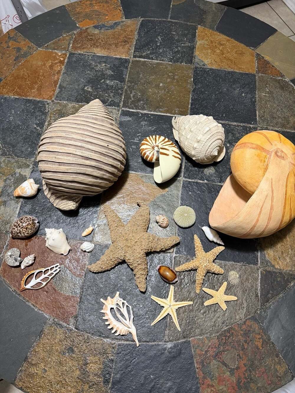 Coastal Seashell Lot Large Melon Bailer, Striped Tun,Starfish Specimen Decor